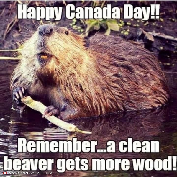 Мем бобры турбо. Beavers мем doctor. река просто течет бобры мем. chinese beaver meme. dancing meme beaver.